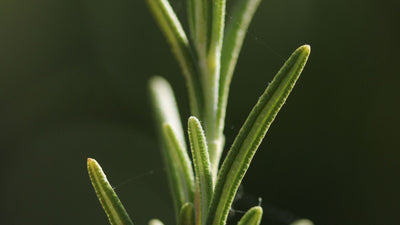 Rosemary Oil for Early Hair Thinning: What Men Should Know - Follicle Booster